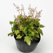 一ツ葉ショウマ