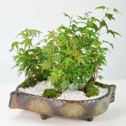 紅葉の森 豪華絢爛