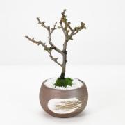 子宝木瓜