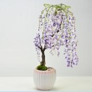 【母の日】開花調整 5月に咲く藤 小サイズ 白桃モダン鉢