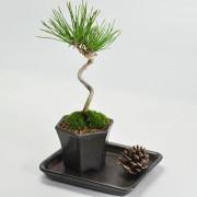 盆栽 四国黒松 寸景