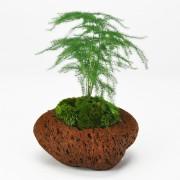 アスパラガス・ナナス 石付き