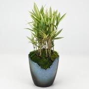 縞笹の盆栽 信楽焼切り込み変形鉢