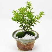 姫ヒイラギの盆栽 信楽焼南蛮鉢