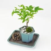 盆栽 ミニ南天寸景 六角鉢