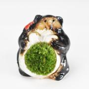 信楽焼福たぬきの苔盆栽 メス