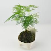 アスパラガス・ナナスの苔玉