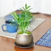 テーブルヤシのモダン盆栽  モダンストライプブロンズ鉢受け皿付き