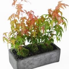 街路樹 もみじ並木道 紅葉通り