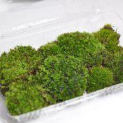 盆栽用苔(ヤマゴケ) 乾燥タイプ パック入り　