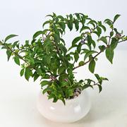 紫式部 紫の実のなる盆栽