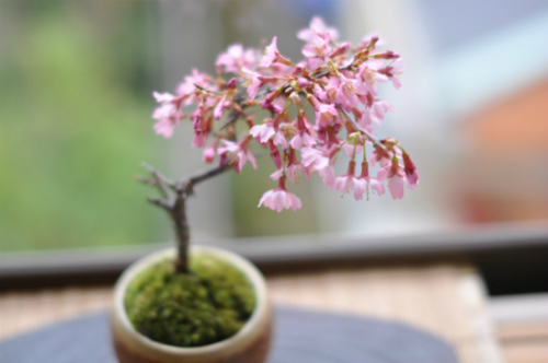 桜盆栽の育て方　梅の蕾の様子