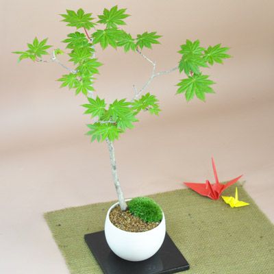 かえで（楓）