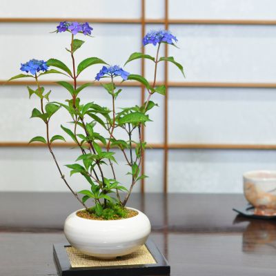 アジサイ（紫陽花）