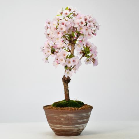 桜 御殿場桜