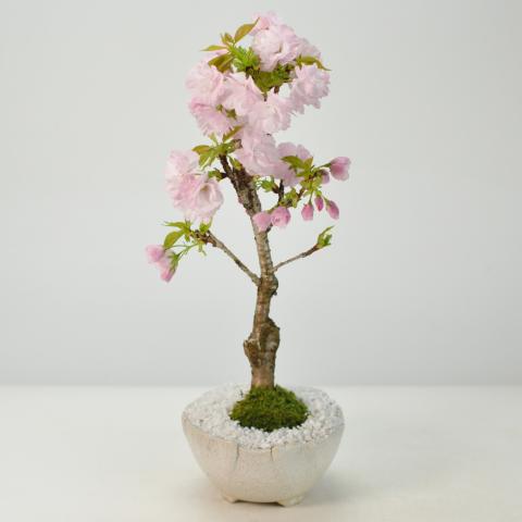 桜 楊貴妃