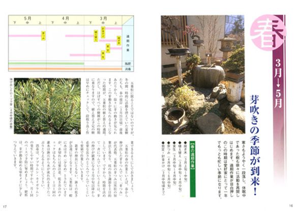 五葉松の育て方書籍　春ページ