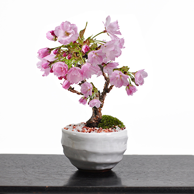 5月開花 遅咲きの満開ミニ桜の盆栽  万古焼 受け皿付き
