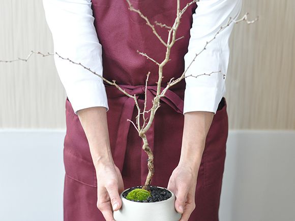 湖上の舞桜