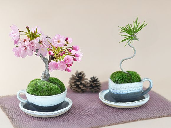 松と桜のペアセット