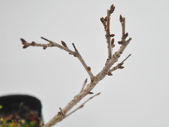 富士桜