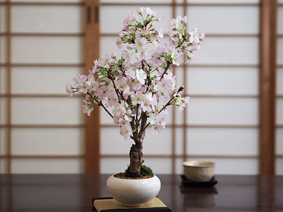 御殿場桜