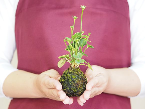 神津梅鉢草