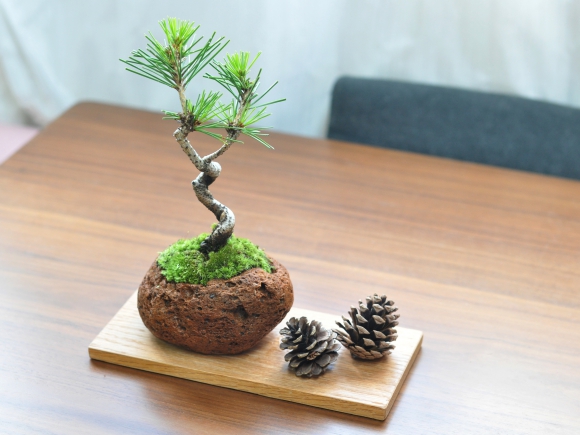 盆栽花台  レッドオーク 長方形 薄型 7号 幅22cm×奥行10cm×高さ1cm