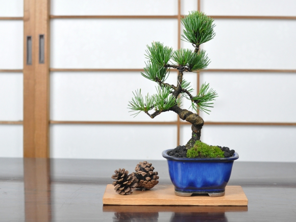 盆栽花台  レッドオーク 長方形 薄型 7号 幅22cm×奥行10cm×高さ1cm