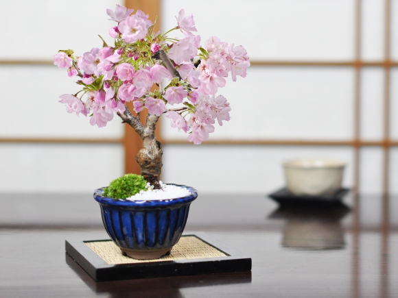 ミニ桜 旭山 万古焼 なまこ花型