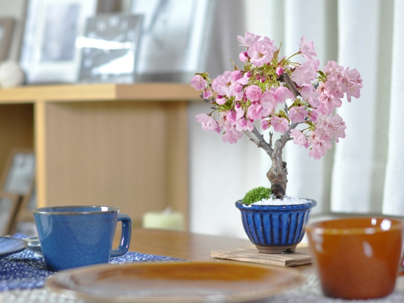 ミニ桜 旭山 万古焼 なまこ花型