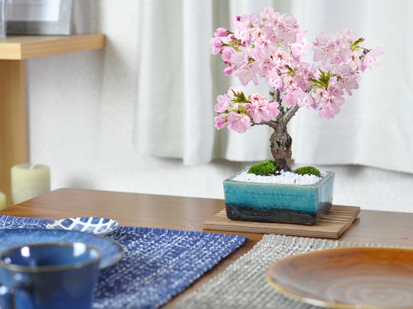 桜 モダン盆栽　ブルーガラス 4号 信楽焼作家鉢