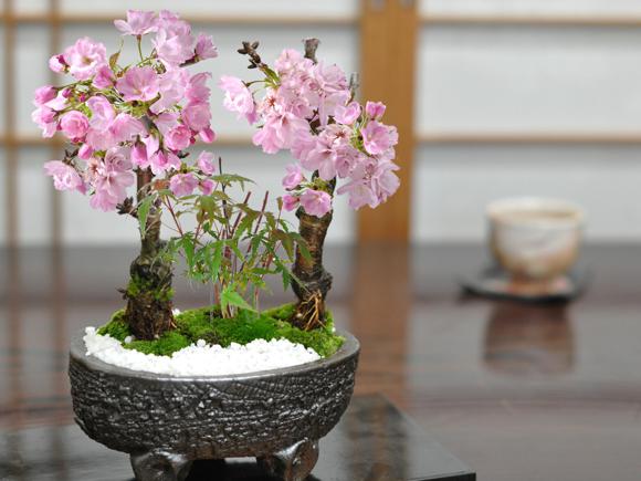 桜ともみじの寄植え ブルーガラス 6号 信楽焼作家鉢