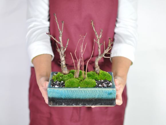 桜ともみじの寄植え ブルーガラス 6号 信楽焼作家鉢