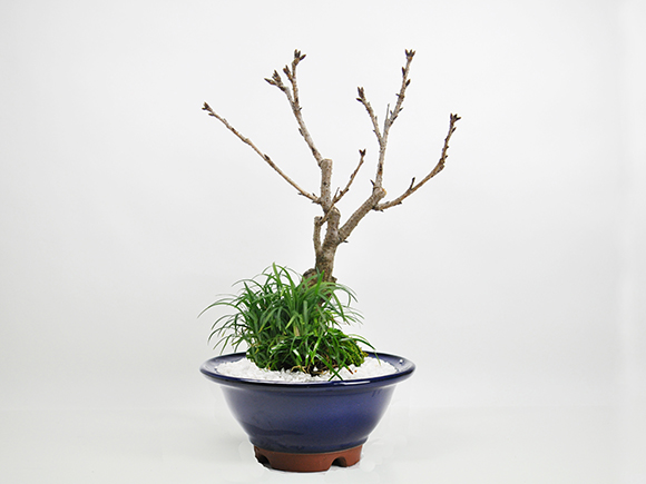 旭山桜 大　玉竜の寄植え　伝統的な六角盆栽鉢