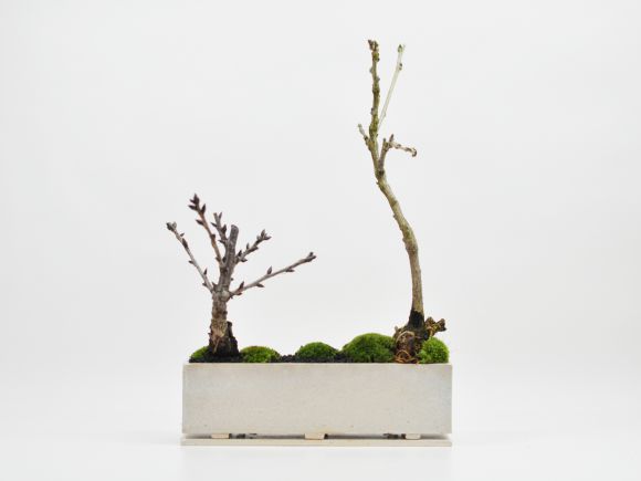 桜と藤のモダン寄植え 盆栽  シンプルライフシリーズ L