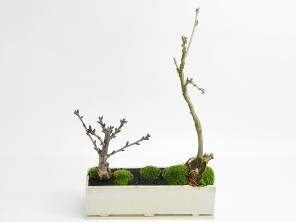 桜と藤のモダン寄植え 盆栽  シンプルライフシリーズ L