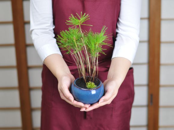 黒松の寄せ植え　万古焼　トルコブルー