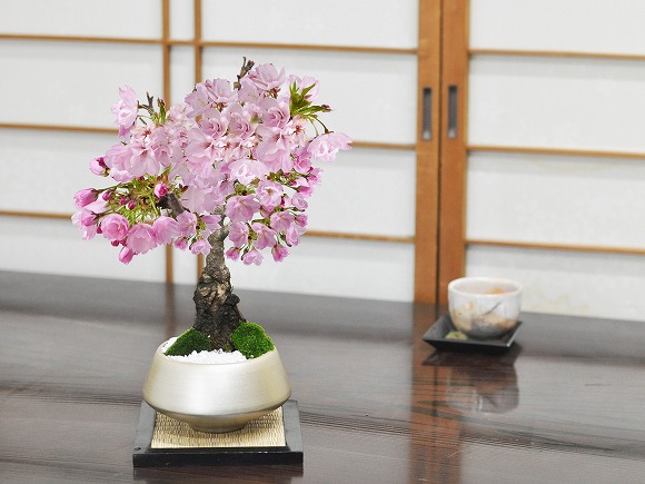 5月開花 旭山桜 中サイズ 金彩浅丸 受け皿付き