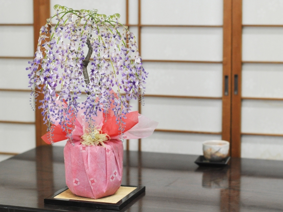 【母の日】遅咲きの藤盆栽 5月開花