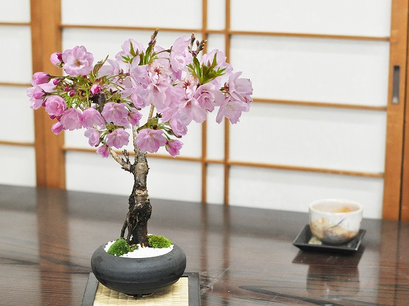 5月開花 遅咲きの桜盆栽