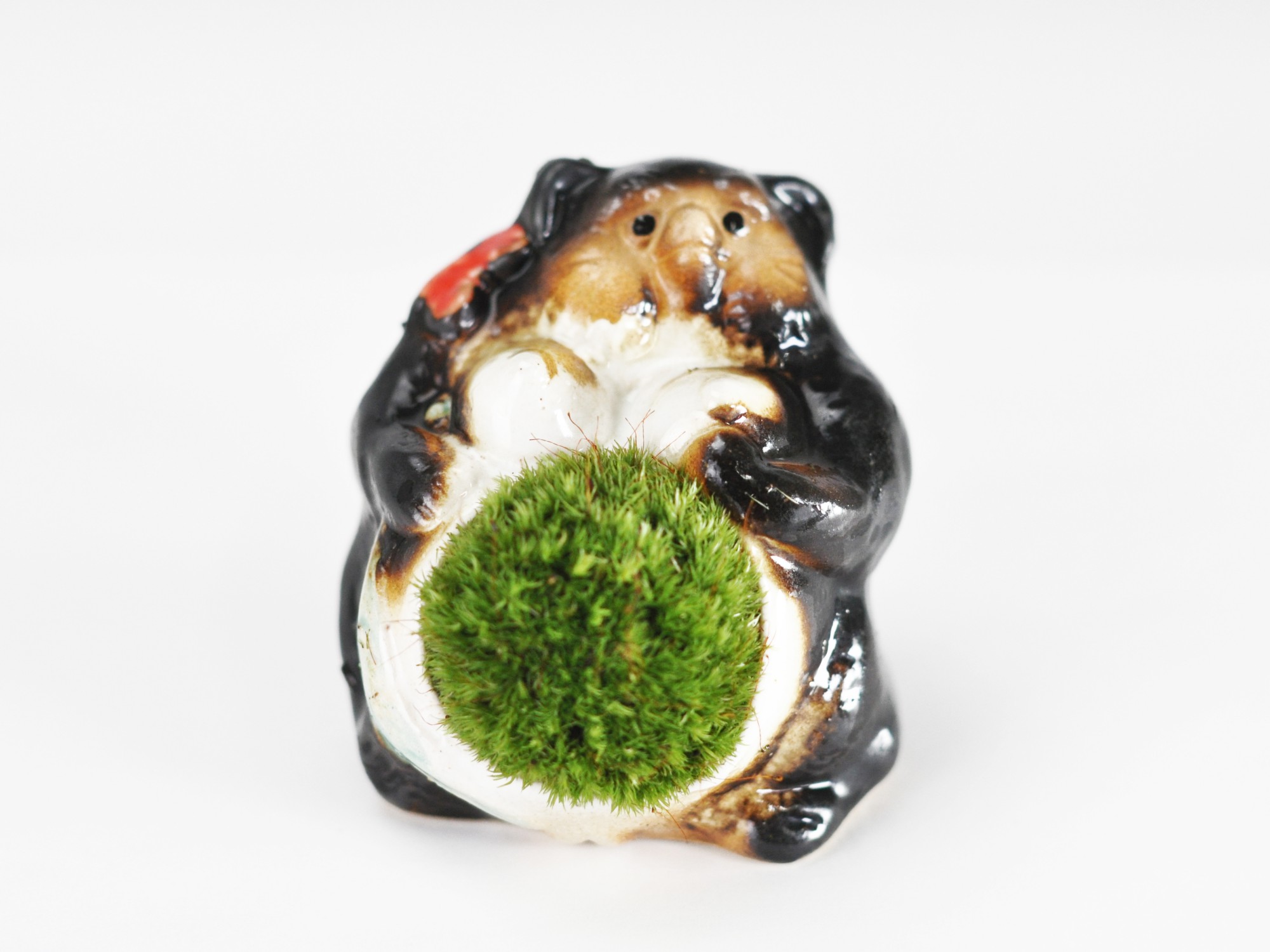 たぬきの苔盆栽