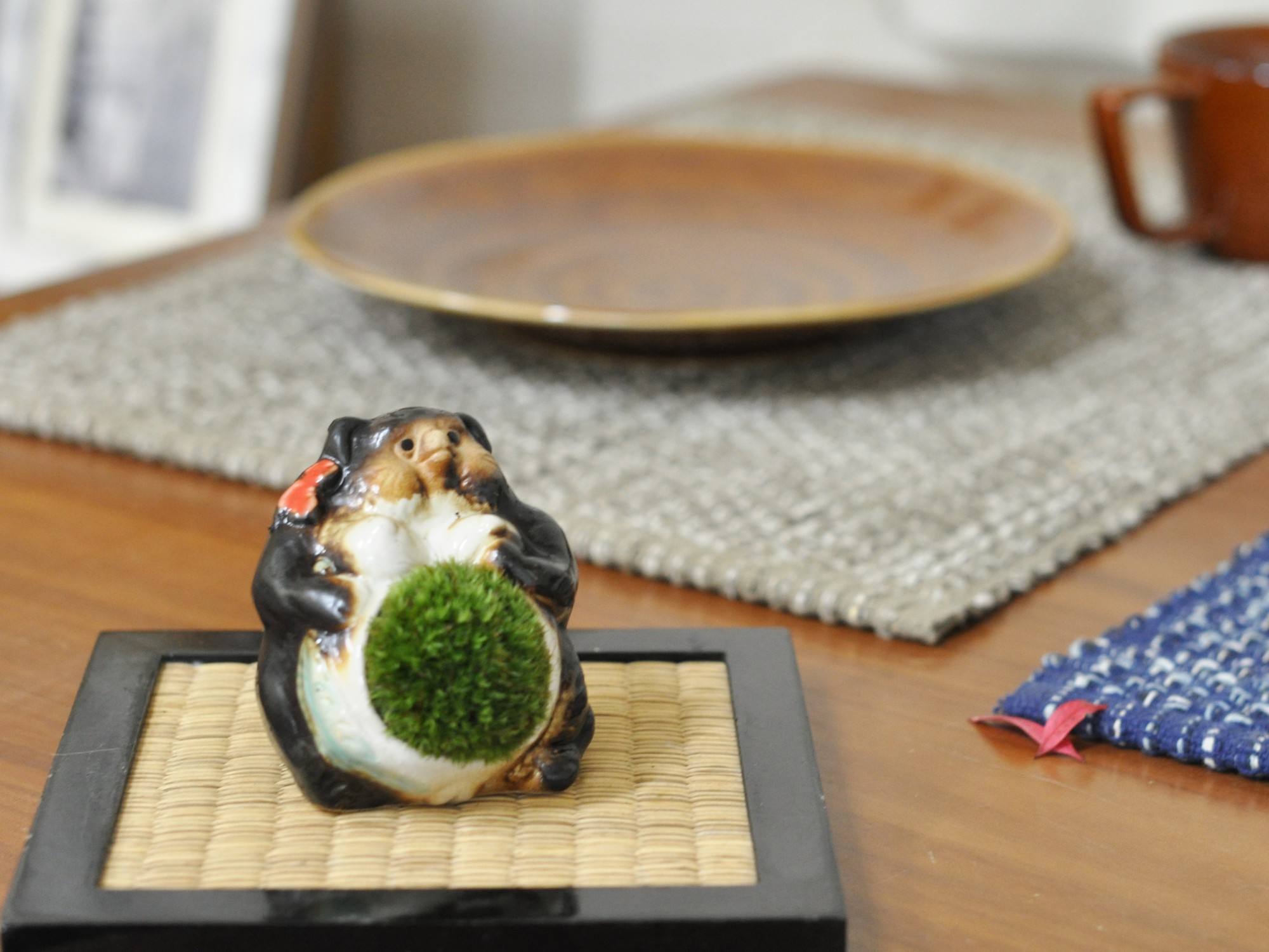 たぬきの苔盆栽