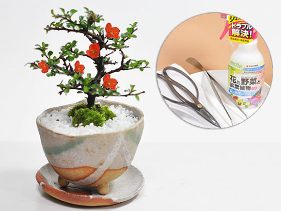 長寿梅の盆栽とはじめての道具セット 信楽祝い鉢受け皿付き