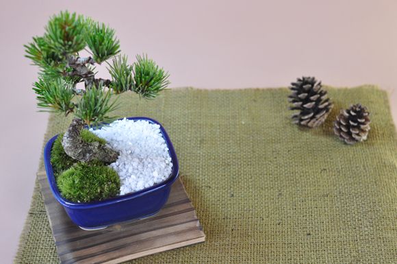五葉松