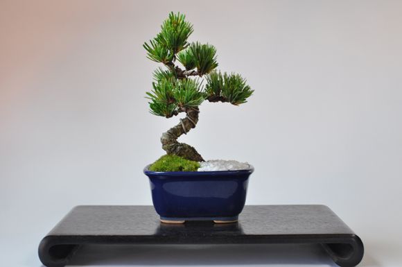 五葉松