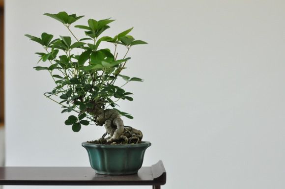 あけび　1点もの　No.441