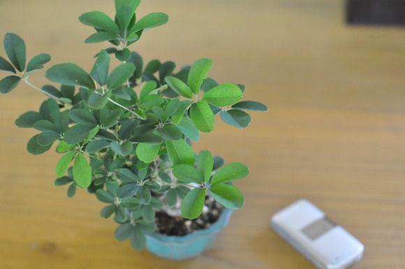 あけび　1点もの　No.441