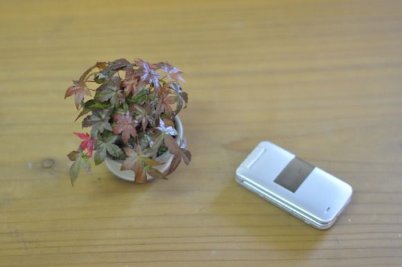 出猩々もみじ　1点もの　No.449
