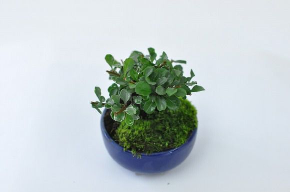白花長寿梅